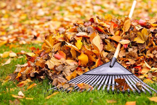 Cost of Leaves Removal in Lawrence