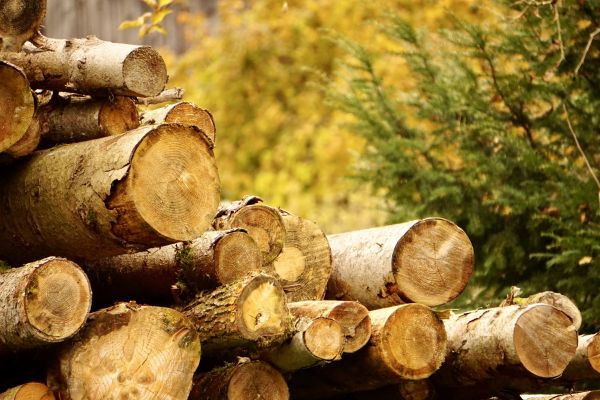 Cost of Wood Pile Removal in Lawrence