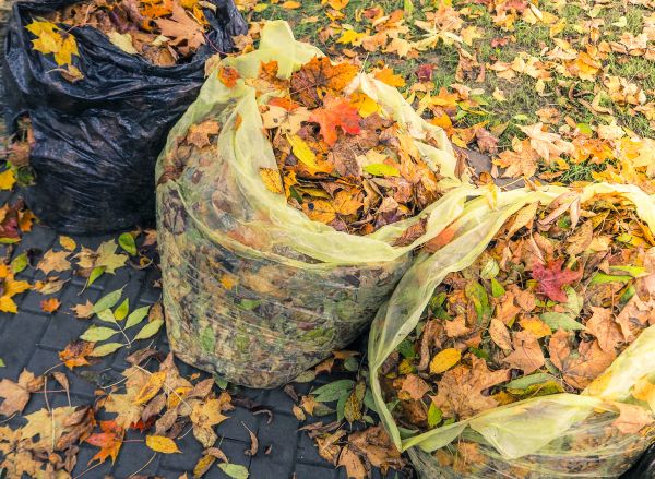 Cost of Yard Cleanup Service in Lawrence