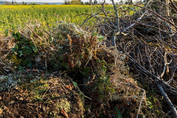Cost of Brush Disposal in Lawrence