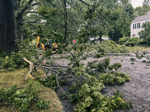 Cost of Tree Branch Disposal in Lawrence