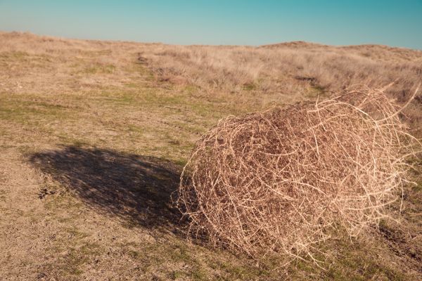Cost of Tumbleweed Removal in Lawrence