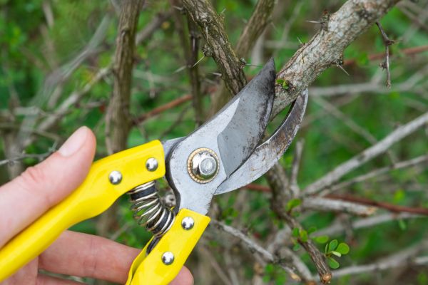 Cost of Limbs Removal in Lawrence