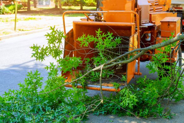 Cost of Tree Branches Removal in Lawrence