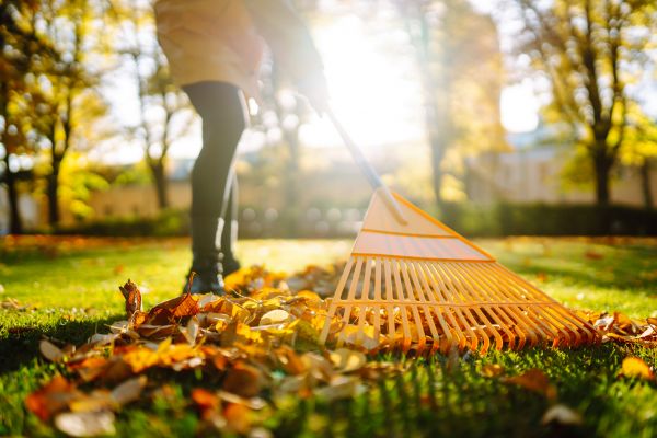 Cost of Leaves Raking in Lawrence