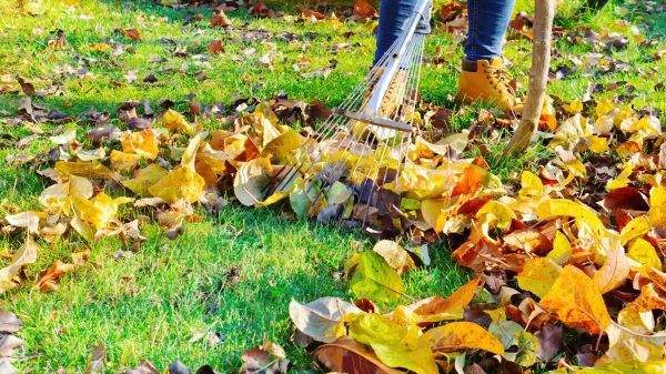Cost of Lawn Cleanup Service in Lawrence