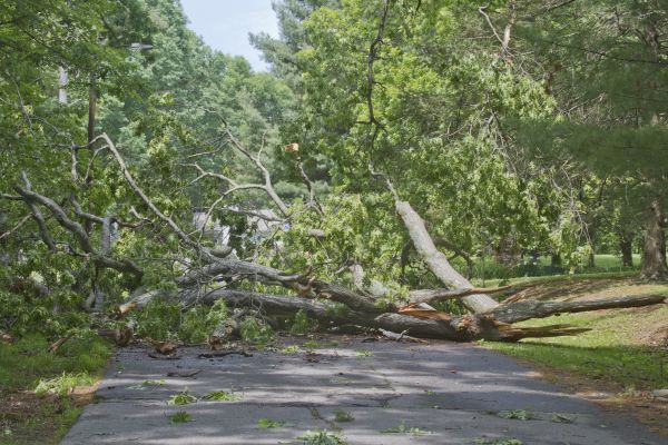 Cost of Tree Debris Removal in Lawrence